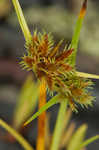 Bearded flatsedge